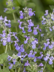Nepeta mussinii geen maat specificatie 0,55L/P9cm