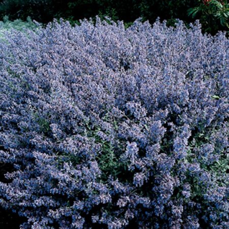 Nepeta mussinii geen maat specificatie 0,55L/P9cm - afbeelding 2