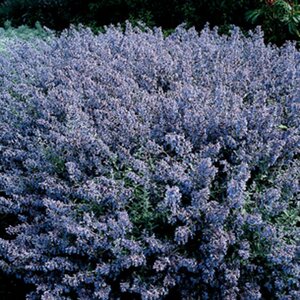 Nepeta mussinii geen maat specificatie 0,55L/P9cm - afbeelding 2
