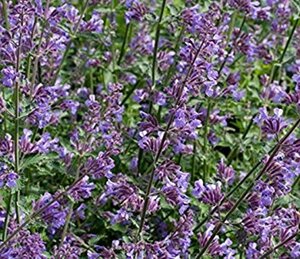 Nepeta mussinii geen maat specificatie 0,55L/P9cm - afbeelding 3