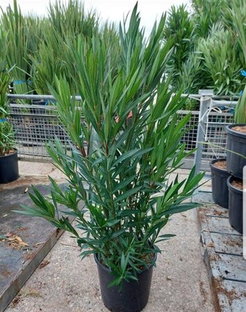 Nerium oleander 100-125 cm cont. 18L - afbeelding 1