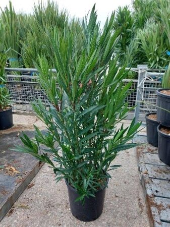 Nerium oleander 100-125 cm cont. 18L - afbeelding 2