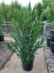 Nerium oleander 100-125 cm cont. 18L - afbeelding 2