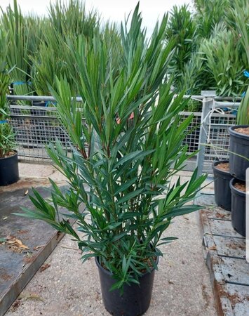 Nerium oleander 100-125 cm cont. 18L - image 1
