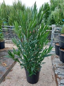 Nerium oleander 100-125 cm cont. 18L - image 2