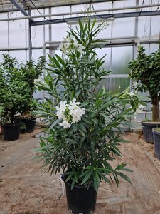 Nerium oleander 100-125 cm cont. 30L - image 2