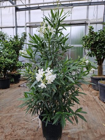 Nerium oleander 100-125 cm cont. 30L