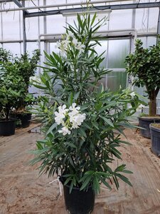 Nerium oleander 100-125 cm cont. 30L