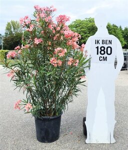 Nerium oleander 125-150 cm cont. 30L