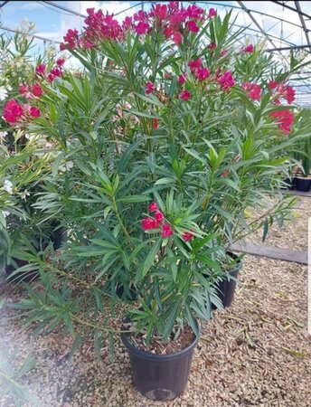 Nerium oleander 125-150 cm cont. 30L