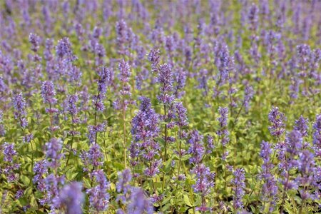 Nepeta racemosa 'Superba' geen maat specificatie 0,55L/P9cm - afbeelding 1