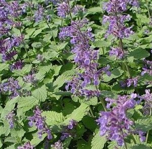 Nepeta racemosa 'Superba' geen maat specificatie 0,55L/P9cm - afbeelding 3