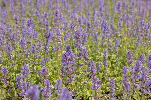 Nepeta racemosa 'Superba' geen maat specificatie 0,55L/P9cm