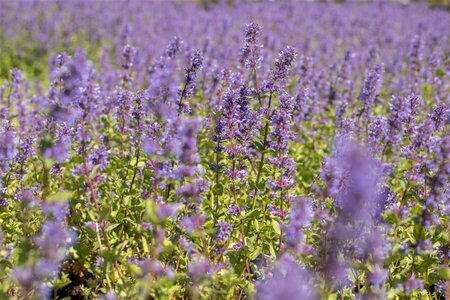 Nepeta racemosa 'Superba' geen maat specificatie 0,55L/P9cm - image 2