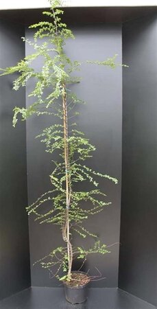 Nothofagus antarctica 175-200 cm met kluit - afbeelding 1