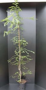 Nothofagus antarctica 175-200 cm met kluit