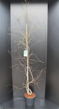 Nothofagus antarctica 175-200 cm met kluit - afbeelding 2