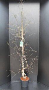 Nothofagus antarctica 175-200 cm met kluit - afbeelding 2