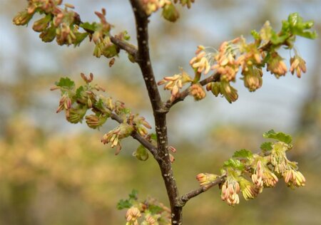 Nothofagus antarctica 200-250 cm met kluit - afbeelding 1