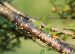 Nothofagus antarctica 200-250 cm met kluit - afbeelding 7