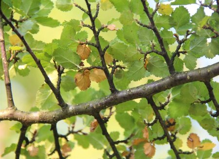 Nothofagus antarctica 200-250 cm met kluit - afbeelding 9