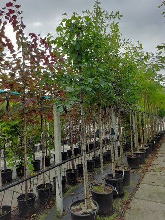 Nyssa sylvatica 10-12 Hoogstam container