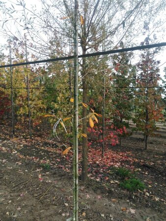 Nyssa sylvatica 200-250 cm met kluit geveerd