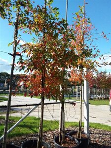 Nyssa sylvatica 8-10 Hoogstam container