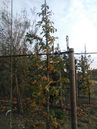 Nyssa sylvatica 8-10 cm RB feathered