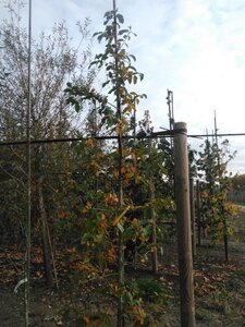 Nyssa sylvatica 8-10 cm RB feathered