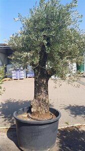 Olea europaea 80-100 cm container