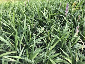 Ophiopogon japonicus geen maat specificatie 0,55L/P9cm