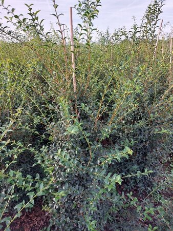 Osmanthus burkwoodii 125-150 cm met kluit - afbeelding 6