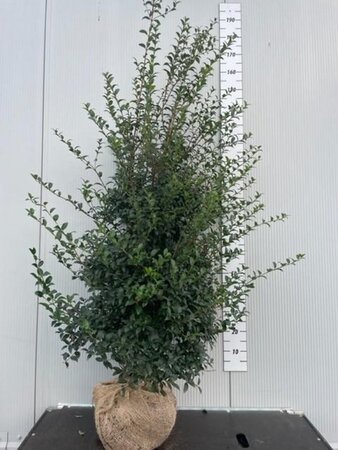 Osmanthus burkwoodii 140-160 cm met kluit - afbeelding 2
