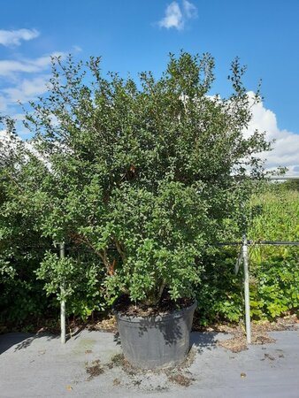 Osmanthus burkwoodii 175-200 cm draadkluit meerstammig