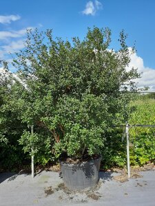 Osmanthus burkwoodii 175-200 cm WRB multi-stem