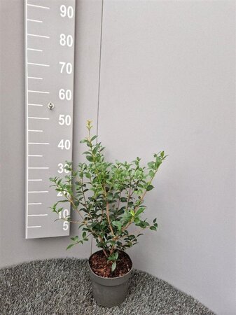 Osmanthus burkwoodii 30-40 cm cont. 2,0L - afbeelding 5