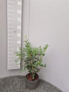 Osmanthus burkwoodii 30-40 cm cont. 2,0L - afbeelding 5