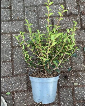 Osmanthus burkwoodii 30-40 cm cont. 3,0L - afbeelding 5