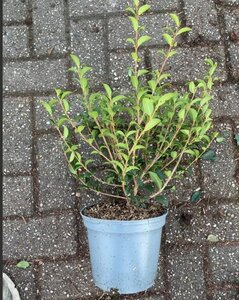 Osmanthus burkwoodii 30-40 cm cont. 3,0L - afbeelding 5