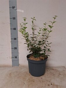 Osmanthus burkwoodii 30-40 cm cont. 3,0L - afbeelding 5