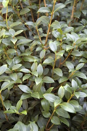 Osmanthus burkwoodii 30 cm cont. 12L bol - afbeelding 2