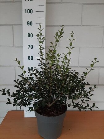 Osmanthus burkwoodii 40-50 cm cont. 10L - afbeelding 5