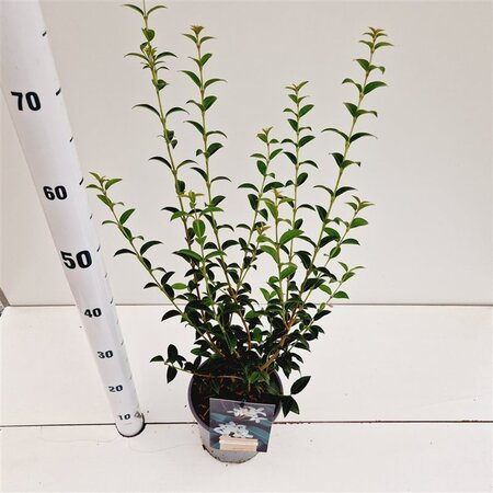 Osmanthus burkwoodii 40-50 cm cont. 2,5L - afbeelding 4