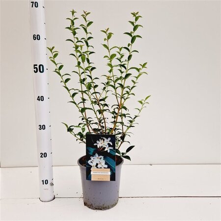 Osmanthus burkwoodii 40-50 cm cont. 2,5L - afbeelding 5