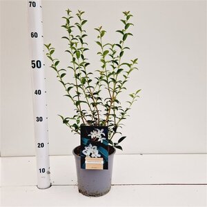 Osmanthus burkwoodii 40-50 cm cont. 2,5L - afbeelding 5