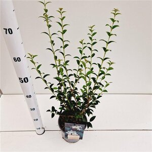Osmanthus burkwoodii 40-50 cm cont. 2,5L