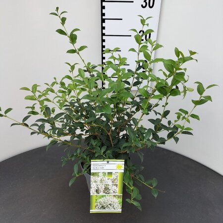 Osmanthus burkwoodii 40-50 cm cont. 2,5L - afbeelding 7
