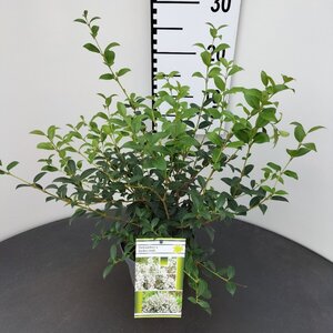 Osmanthus burkwoodii 40-50 cm cont. 2,5L - afbeelding 7
