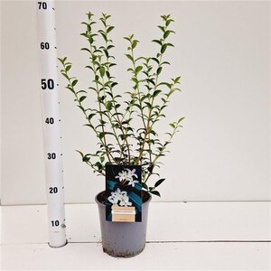 Osmanthus burkwoodii 40-50 cm cont. 2,5L - afbeelding 2